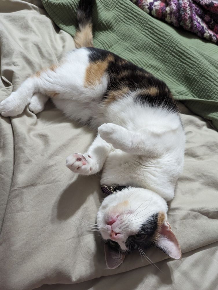 Piper, the family calico cat, rolls on her back, paws up, eyes closed, in a pose that signals that she wants attention.