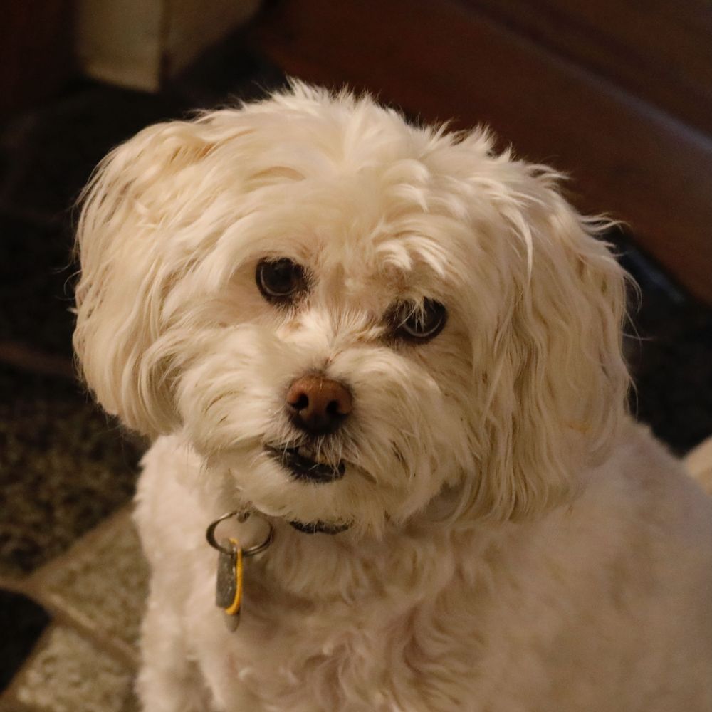 from a few years ago, a portrait of Charlotte, her head tilted slightly, her liquid eyes looking at her photographer, a white poodle mix of a dog. 