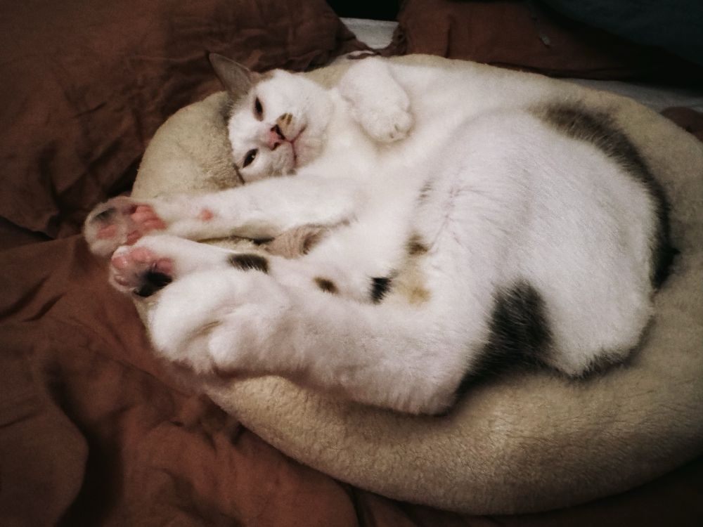 A large grey and white cat sprawls in a pet bed, his big feet towards the camera