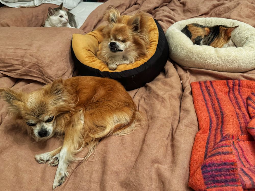 Two reddish dogs, a white/grey cat and a calico cat have all been rudely awoken and look around their bed.