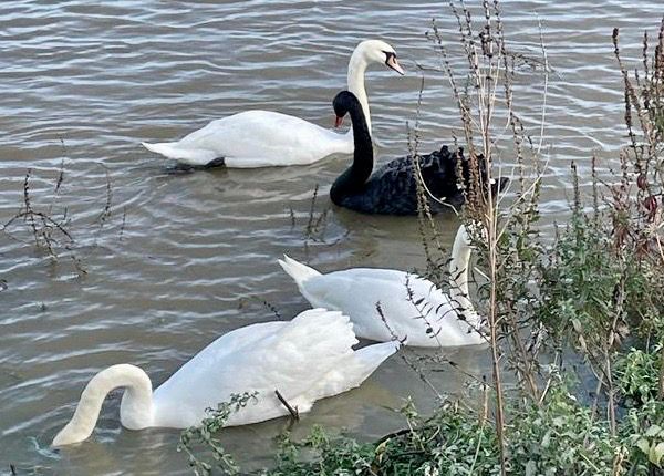 Black swan with white companions Thames