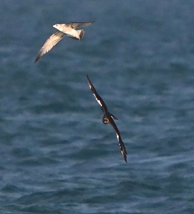 Arctic Skua & Common Gull