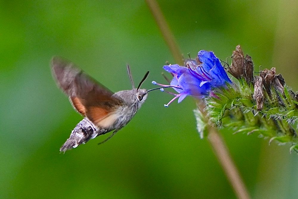 Hummingbird Hawkmoth 
