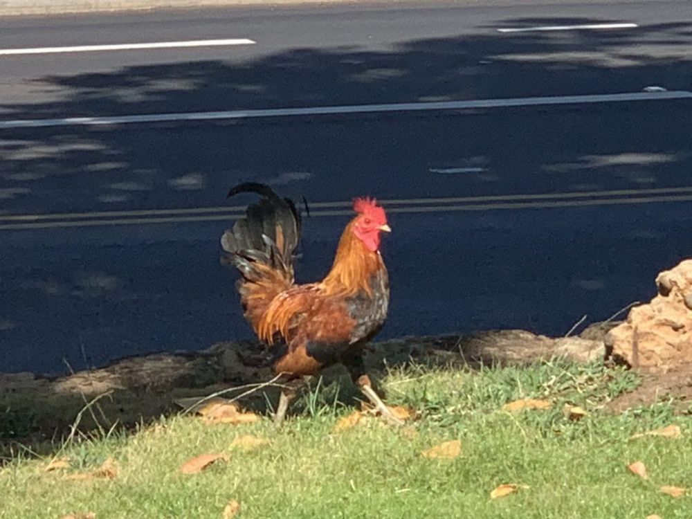 Governor signs bill to help tame flocks of feral chickens in Hawaiʻi | Maui Now