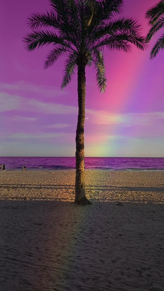 Palmera en playa de Alicante, foto con filtros 