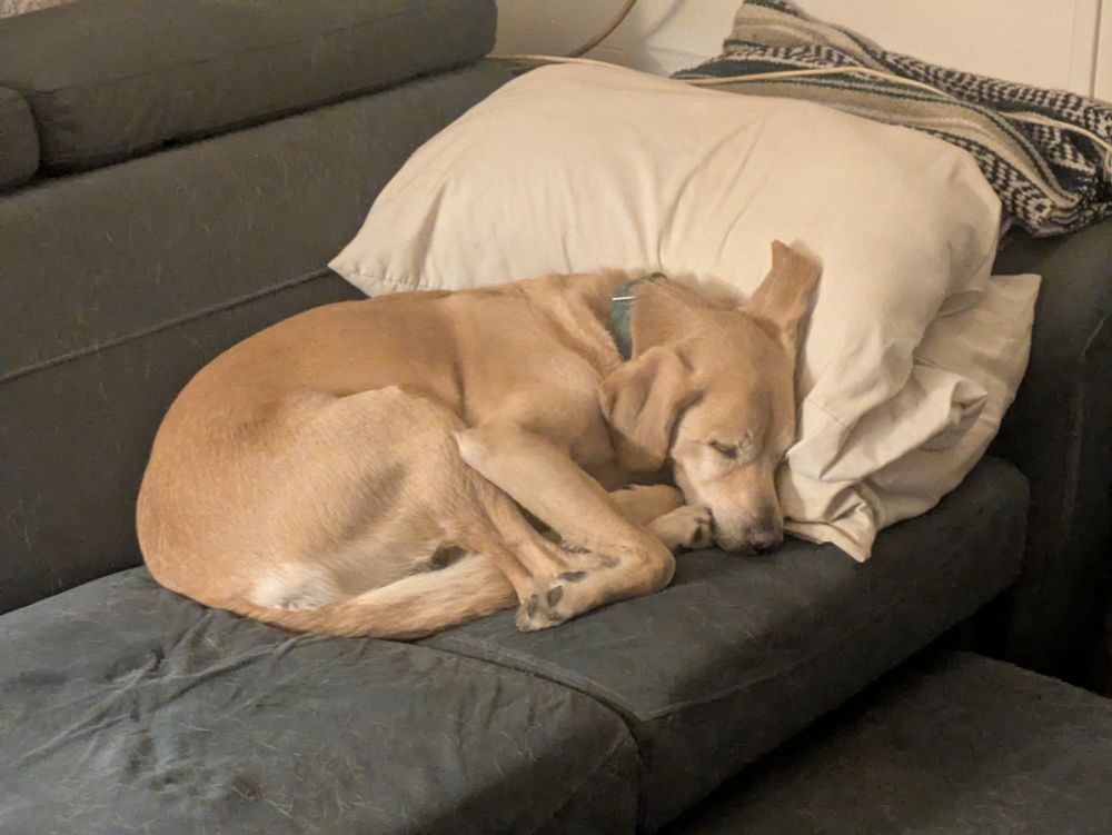 Yellow lab looking mutt curled up on a blue couch with one ear cocked up on a pillow