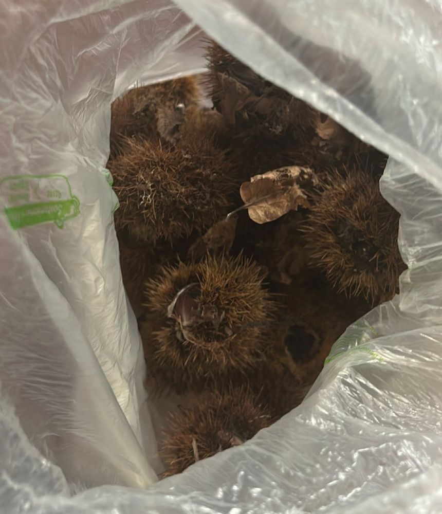 Sacchetto contenente ricci e castagne