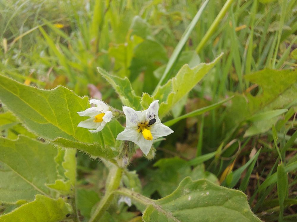 Nightshade flower