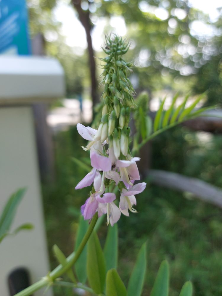 Goats rue flowers