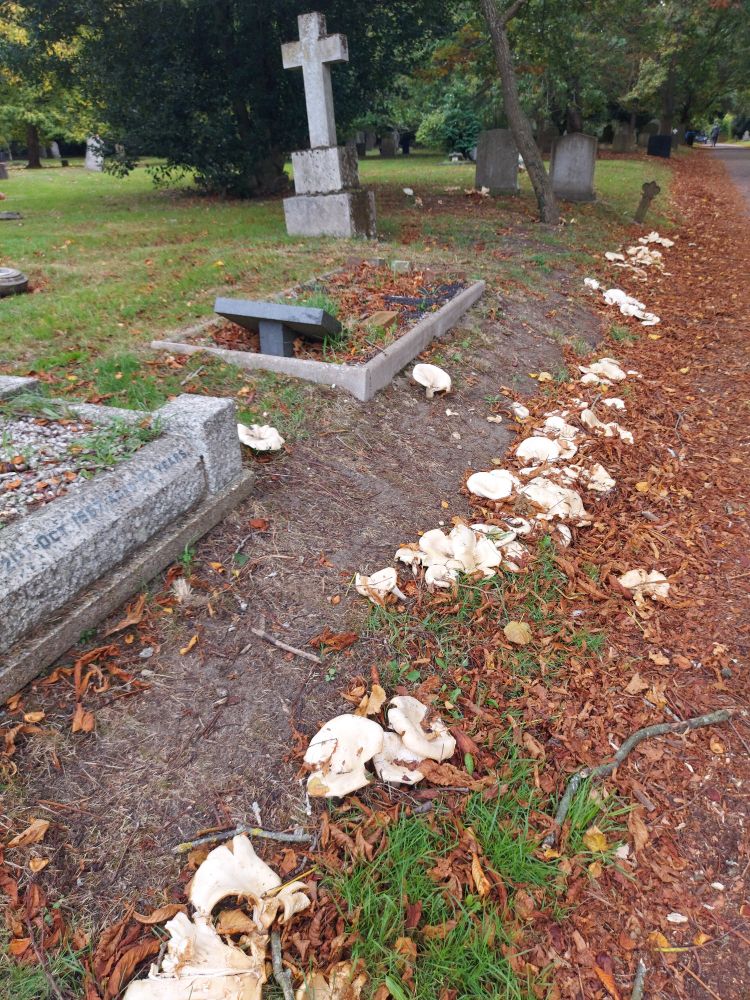 Funnels along roadway