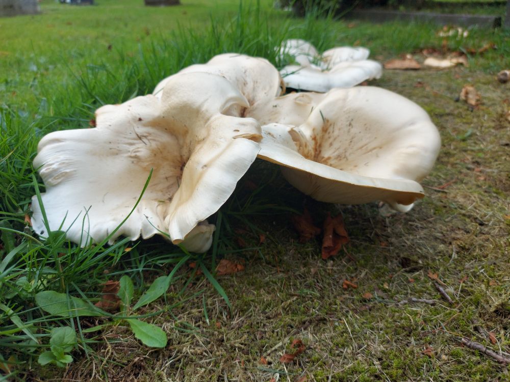 Large plate size fungi