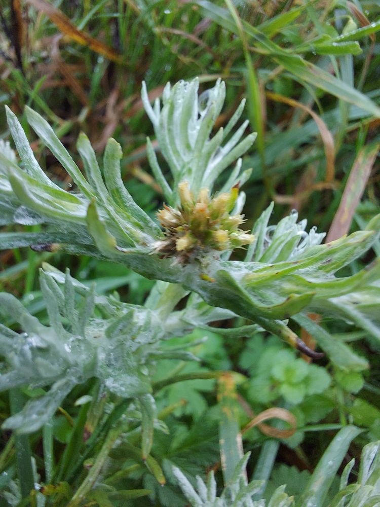 Cudweed