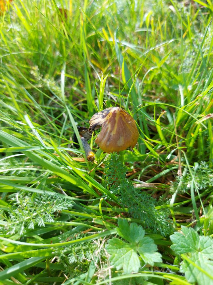 Fungus in grass