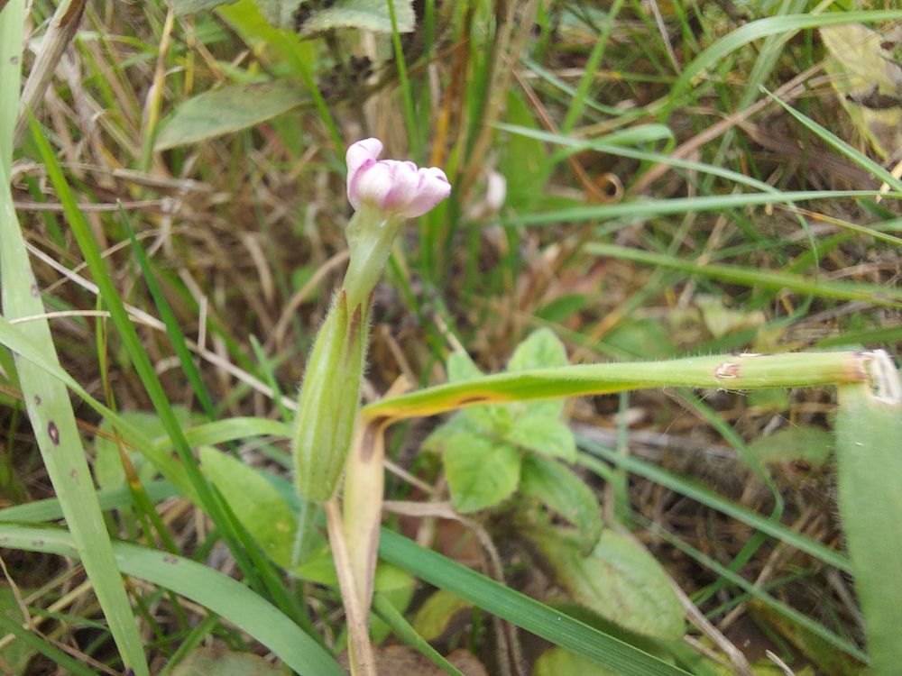 Catchfly flower