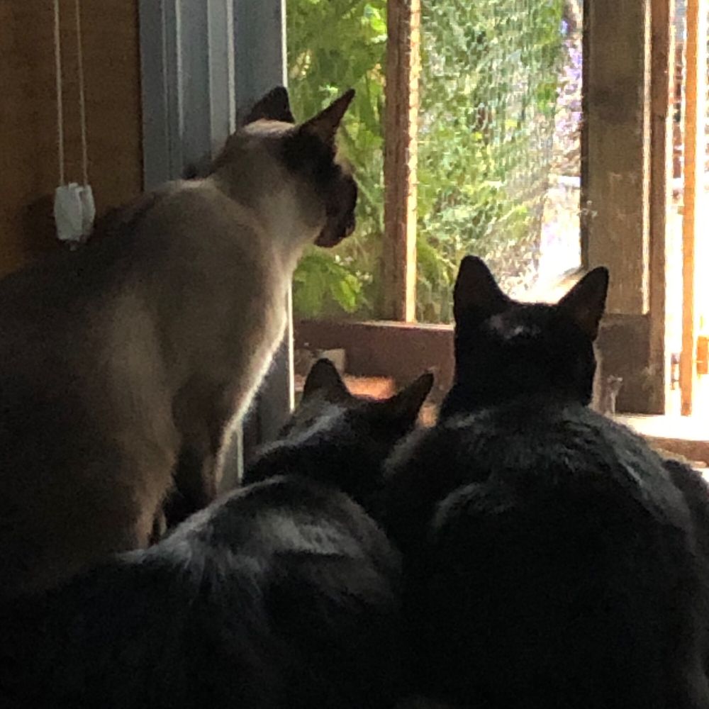 Three young cat bros who are pressed to the screen door, itching to get at a raven on the roof and oblivious to the fact that the raven would kick all their asses.