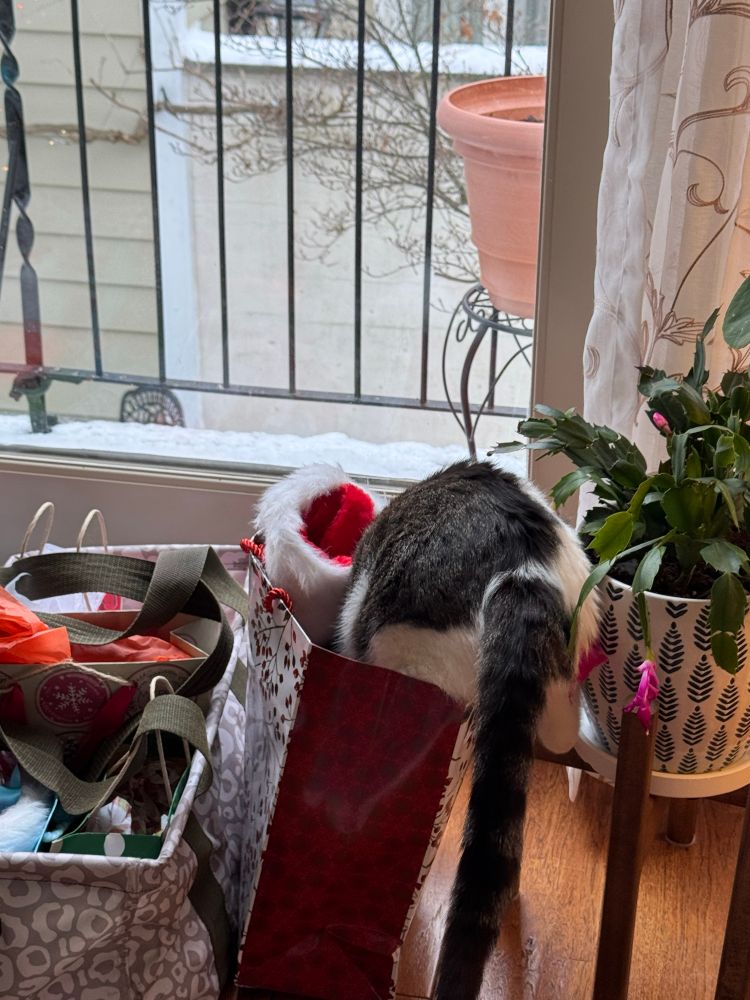 Cat climbing into a gift bag