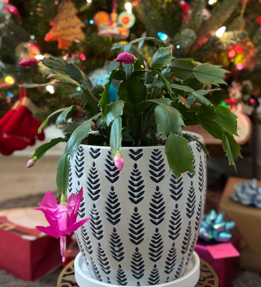 Christmas cactus blooming