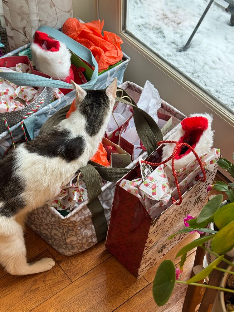 Kitty surrounded by presents under the tree