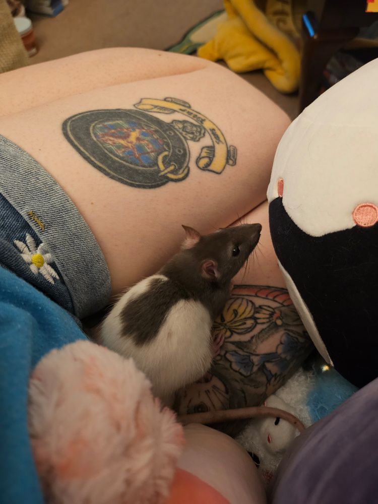 A young hooded rat sits perched atop my lap