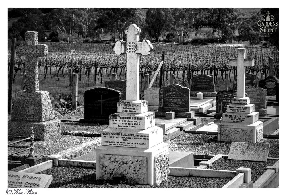 Black and white photograph of an old cemetery with multiple ornate tombstones and crosses, featuring a large, tiered central monument with a decorative cross on top.

The foreground graves are surrounded by white marble edging and gravel. Immediately behind the graves, a wooden fence separates the cemetery from a bare, winter vineyard stretching across the mid-ground.

A line of eucalyptus and scrub trees stands in the distant background. The bottom left is signed "© Kev Peirce".