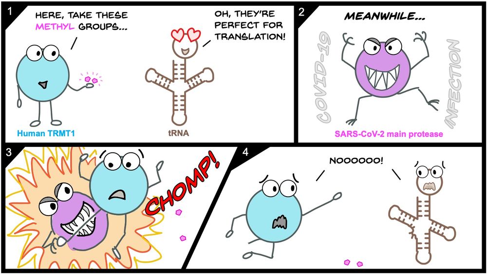 A comical summary of the paper! A short cartoon with 4 panels showing: (1) TRMT1 wanting to transfer methyl groups to tRNA; the tRNA loves this because those methyl groups (on G26) will help its stability and overall translation properties. (2) But, uh oh, here comes the SARS-CoV-2 main protease! (3) The protease takes a big bite out of TRMT1, severing its leg (ie Zinc finger domain); *CHOMP*. (4) TRMT1 and tRNA cry out to one another in grief, as the wounded TRMT1 is no longer able transfer methyl groups to tRNA - disrupting its structure and translation properties!