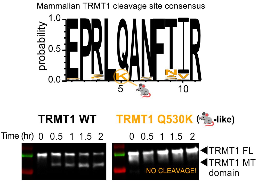 (Top) Sequence logo showing that the TRMT1 cleavage consensus sequence is highly conserved in mammals, except in some rodents (denoted by a cute little mouse), where a key Q residue is replaced with K. (Bottom) Western blots showing that while WT TRMT1 is efficiently cleaved by Mpro, TRMT1 with the Q->K mutation (like in some rodents) is not cleaved! (Does this help out rodents during coronavirus infection? We don't know!)
