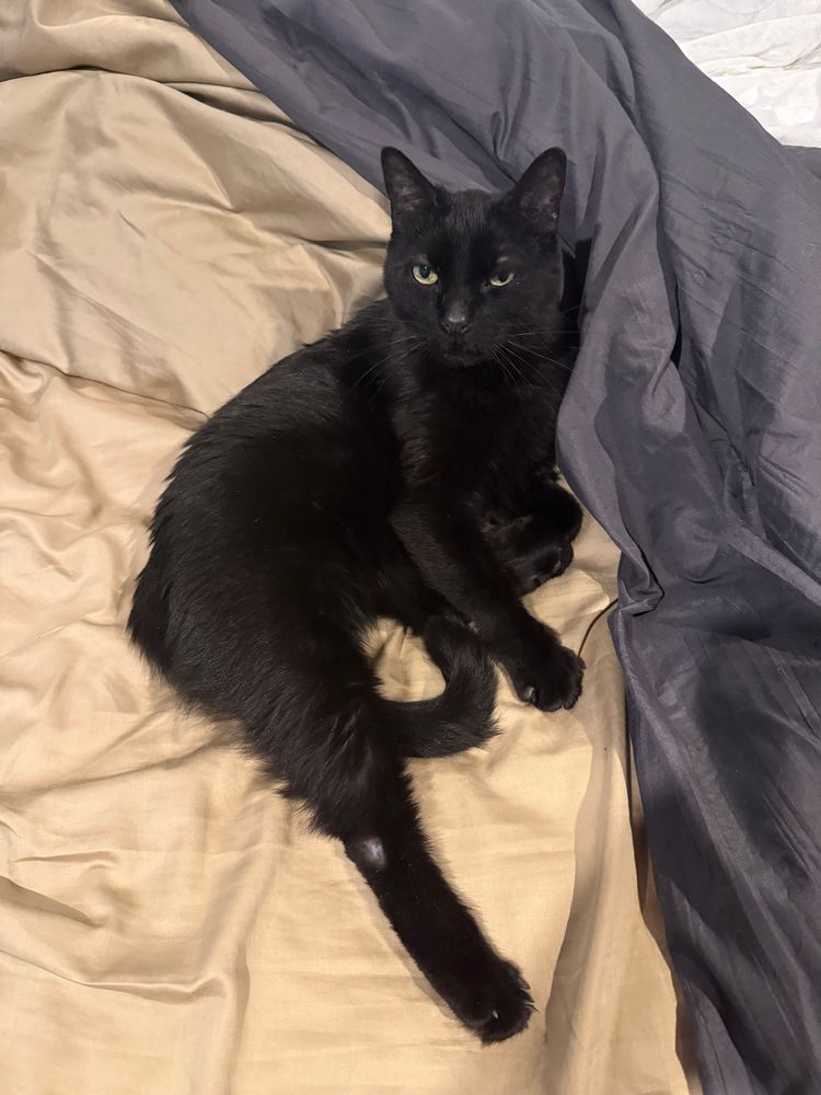 Black house panther Shuri contemplating murder. 