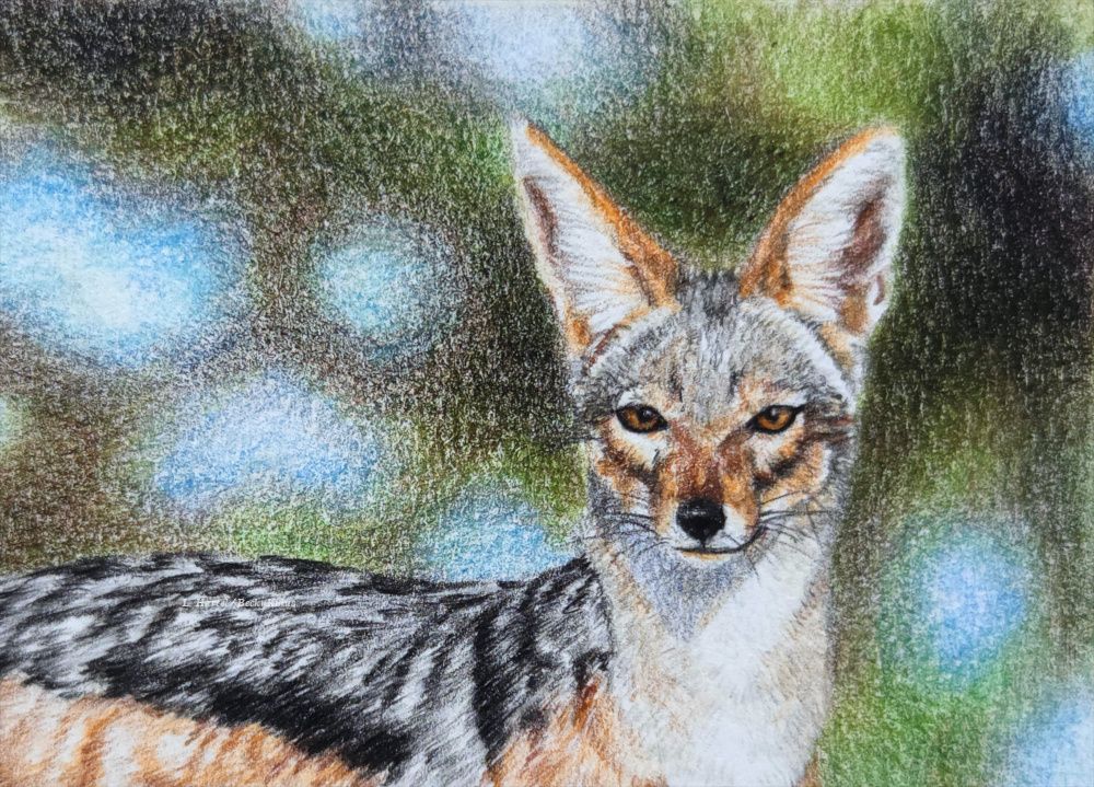 A drawing of a black-backed jackal looking at the viewer. Most of the back is included, so show how they got their name. 

Reference photo taken by Steve Jurvetson.