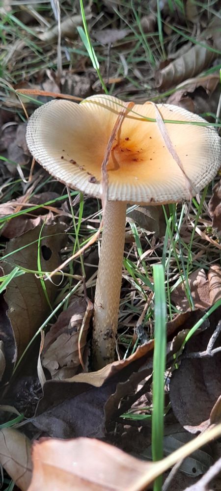 Un magnifique champignon blanc dont on ignore si il est comestible, sauf avec le regard.