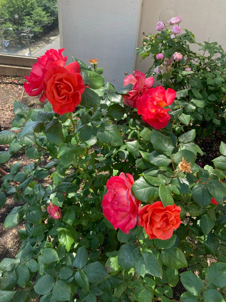 Rose bushes orange/red roses in front pink roses behind them
