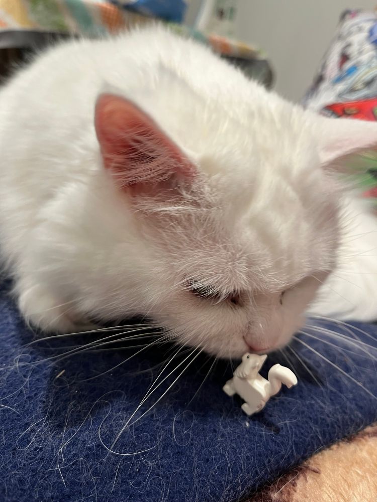 The (real) white cat is curious about the Lego cat and sniffs it 