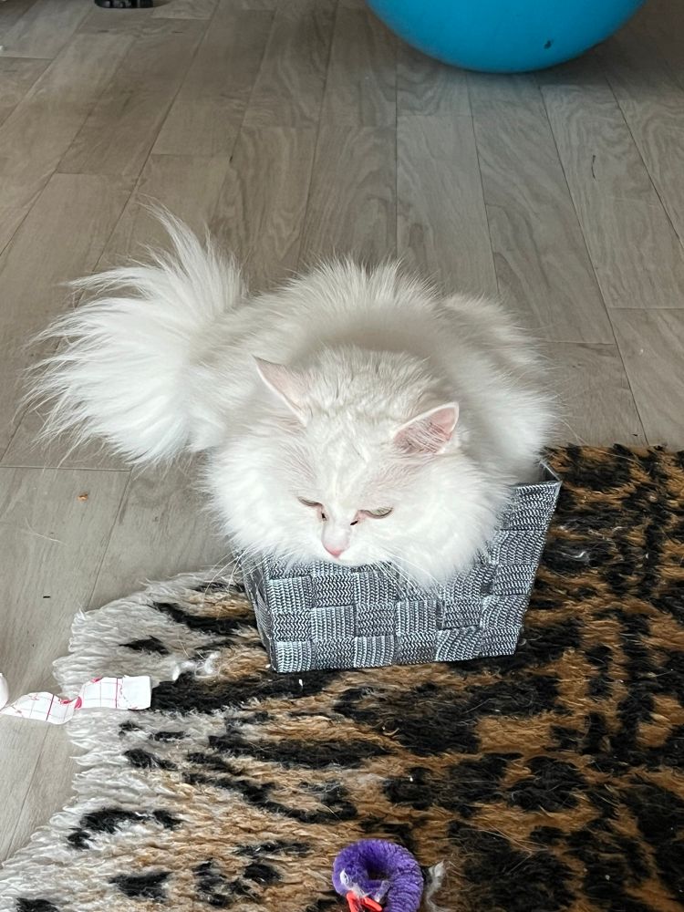 A white fluffy cat in a grey hamper 