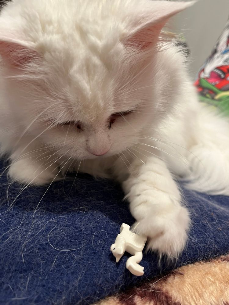 The cat is now swatting the Lego cat, which has fallen over. 
