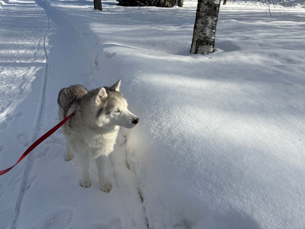 a Siberian husky in the snow 