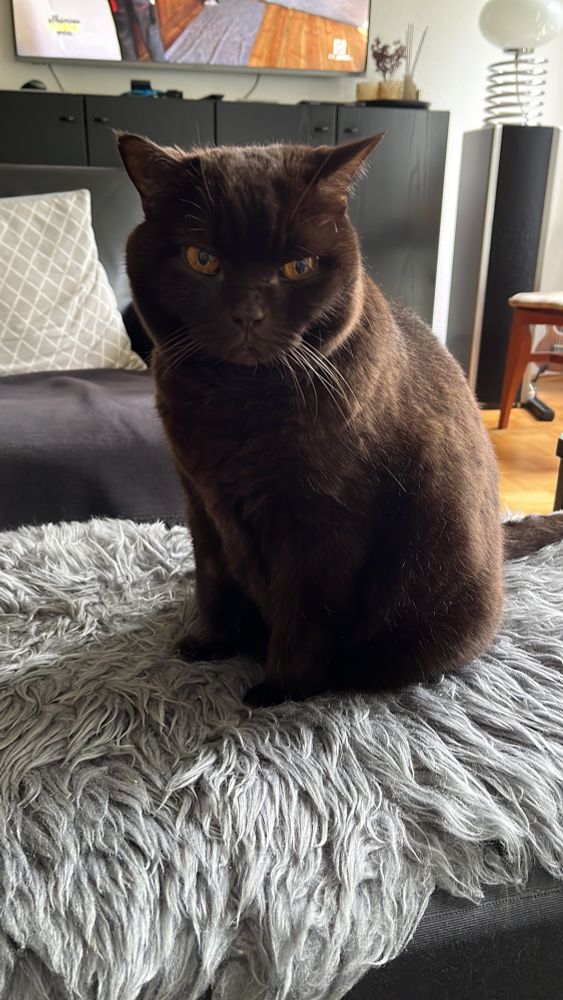 Braune Katze sitzt auf grauem Fell