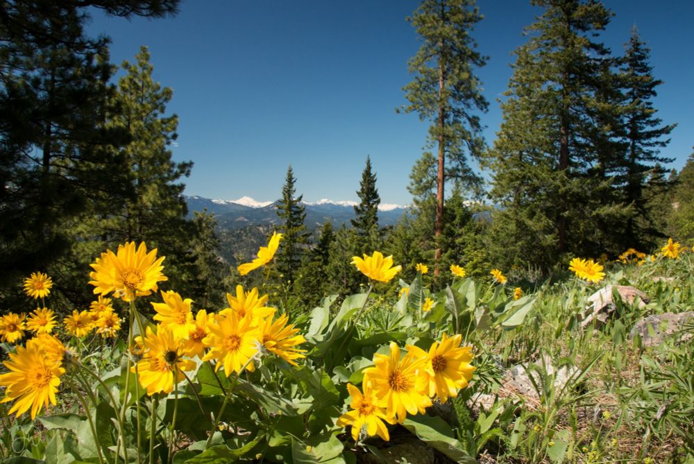 Landscape photograph big yellow flowers in the foreground, giving way to tall evergreen trees and a view of a mountain range in the distance.