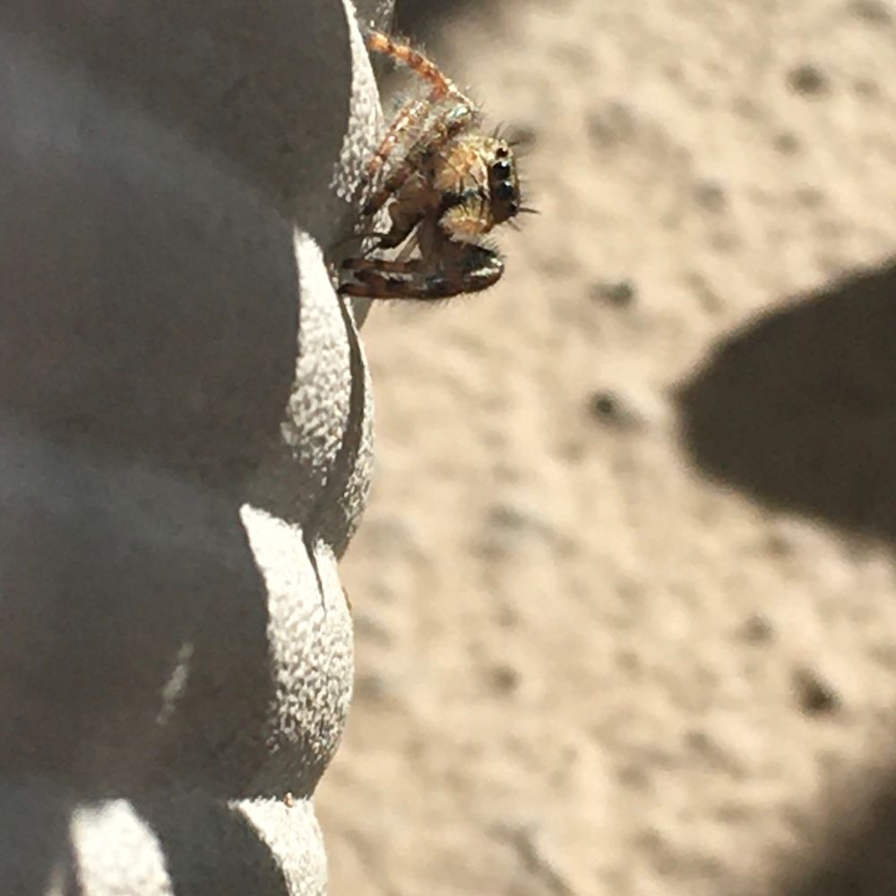 Jumping spider fren