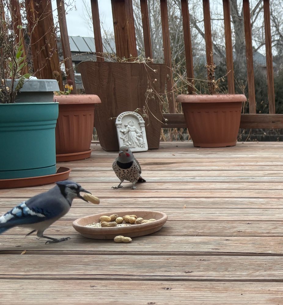 Blurry bluejay with a peanut and Northern flicker observing.