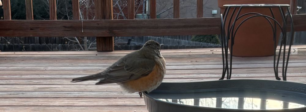 A fluffy robin at the water bowl this morning.