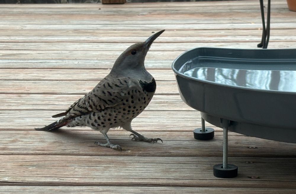 Northern flicker at the water dish keeping an eye on the bluejays.