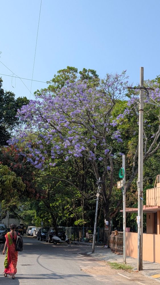 A tree with purple flowers and few other green trees around