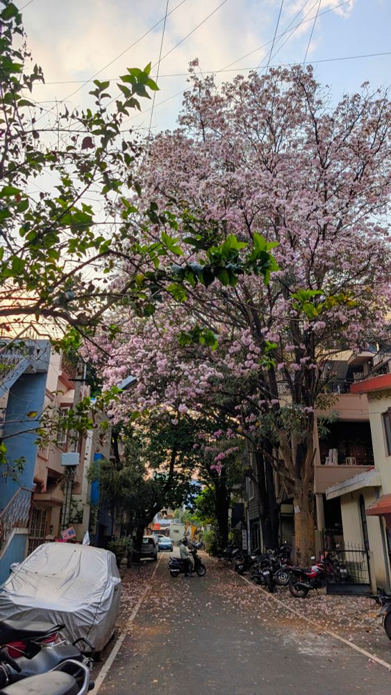 A tiny road with large pink tree on one side and some green trees
