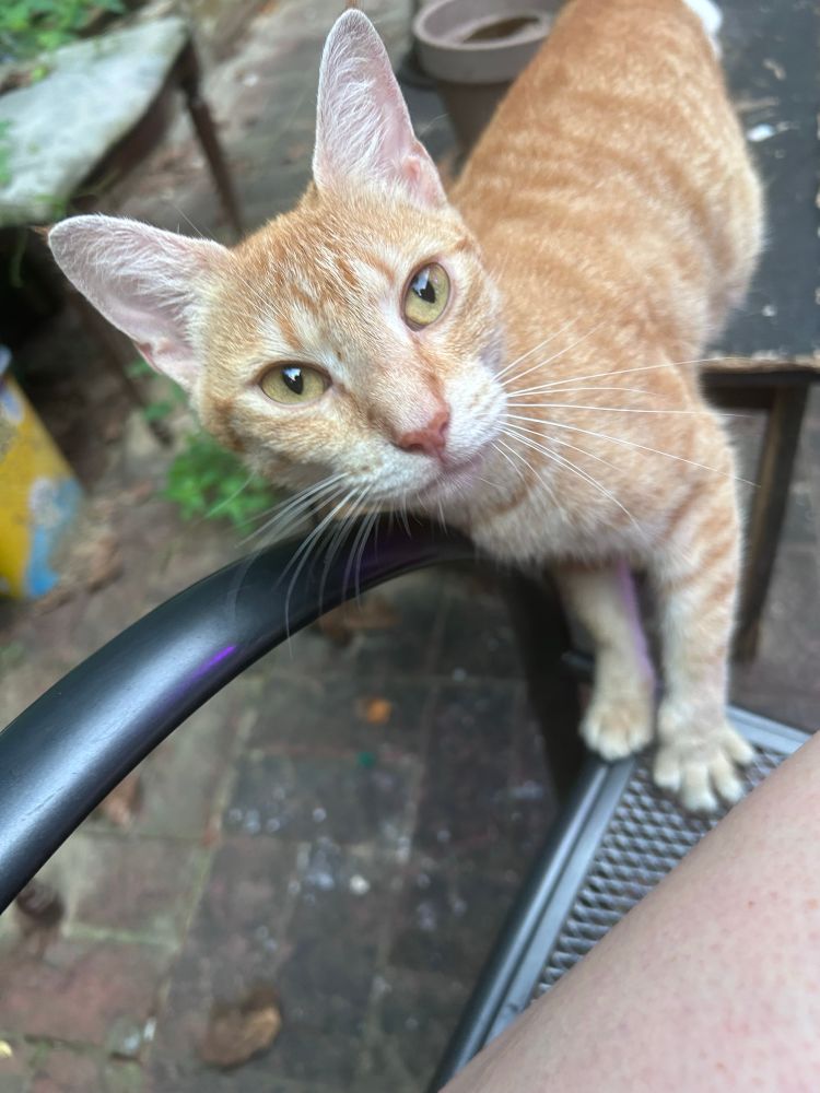 little skinny ginger kitten trying to get in my lap