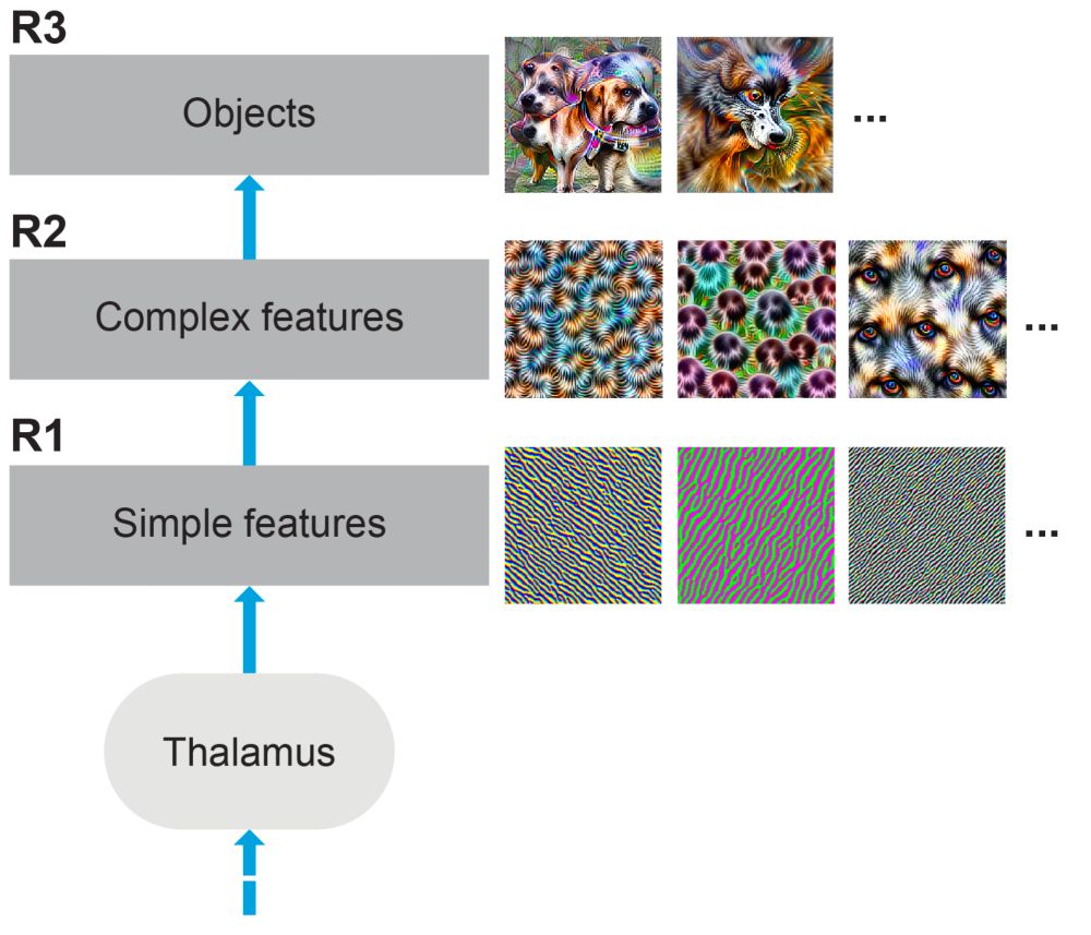 an incomplete view of how the neocortex uses hierarchy