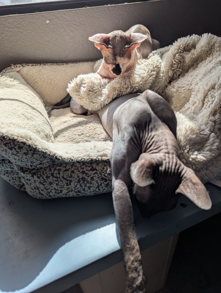 Hapi the Sphinx cat laying in a cat bed. He has a blanket on him. On top of the blanket is Hime the Sphinx cat. A double Decker cat cuddle