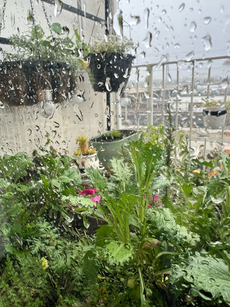 photo taken thru a wet rainy window of many green plants on a patio. upper right portion of the photo shows the sky, gray and foggy.