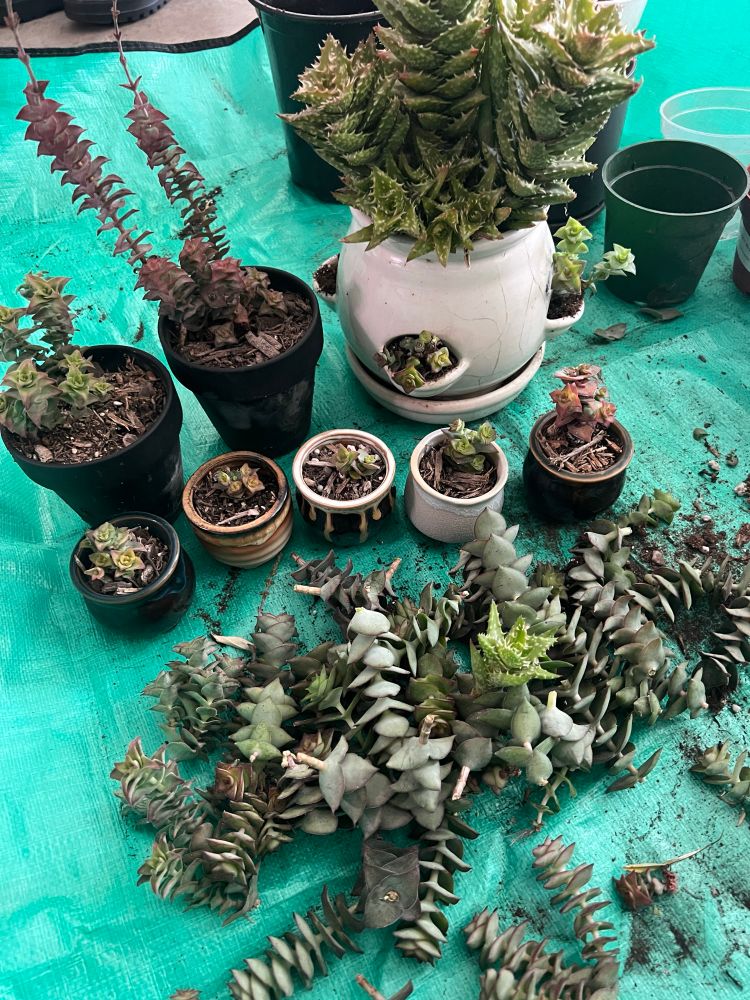 photographs of approximately 40 cuttings of crassula perforata (string of buttons) and one tiger tooth aloe in front of 5 small 2” pots, 2 black 4” pots, and one large white 6” pot with little side planting areas, where the cuttings came from. all pots contain the string of buttons except the white one which is overflowing with aloe at the top.