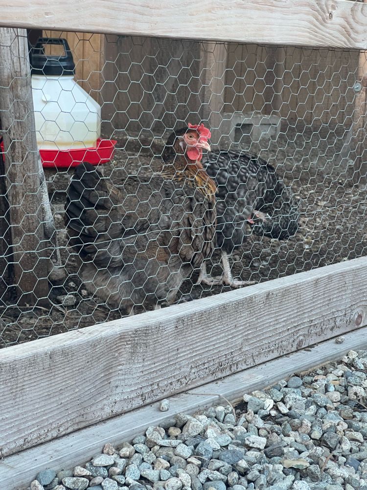 a picture of two chickens taken thru chicken wire