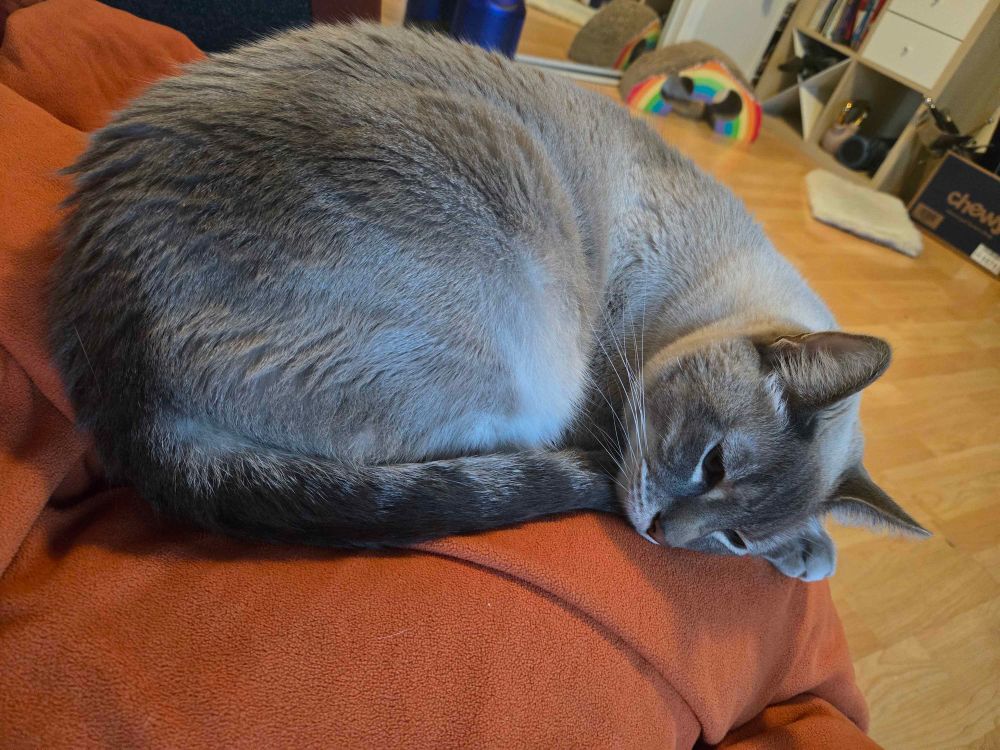 Tornado, a soft grey cat, curled up atop a soft orange blanket. He is very restful, with his tail tucked up under his chin and his head resting on his forepaws. 

It is very important that everyone know how soft and precious Tornado is, and that his people love him very much. 