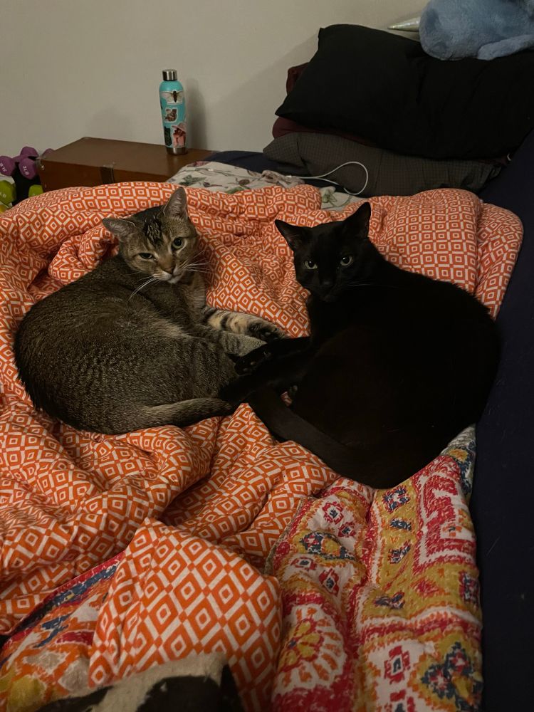 Photo of a black cat and a tabby cat laying together face to face on a patterned red blanket